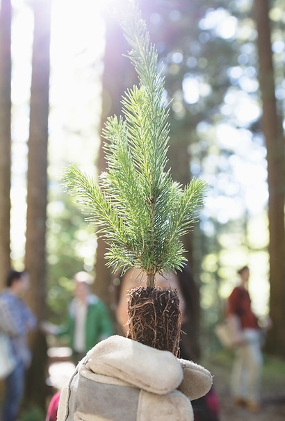Tree Planting
