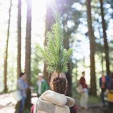 Tree Planting