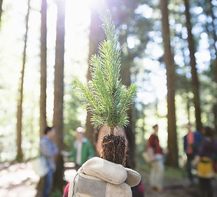 Plantação de árvore