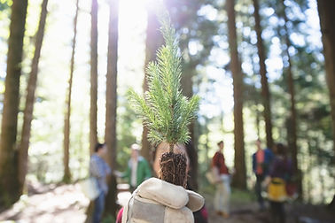 Tree Planting