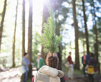 Bomen planten