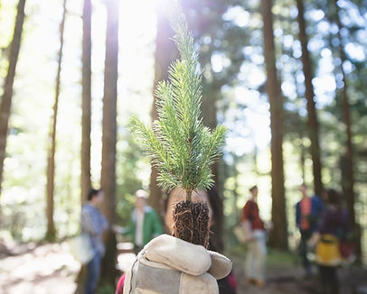 Tree Planting