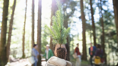 Dapt UK moves towards carbon neutrality