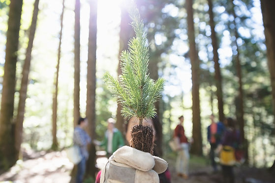 Tree Planting