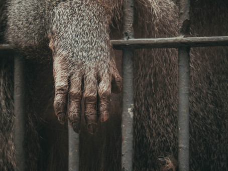 ¿Y para que defendemos animales?