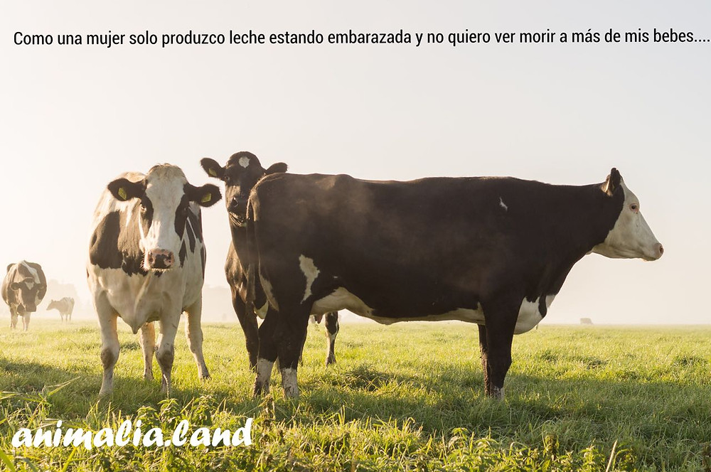 Existen mejores alternativas, date la oportunidad.