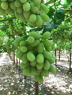 Blancseedlesse.jpeg