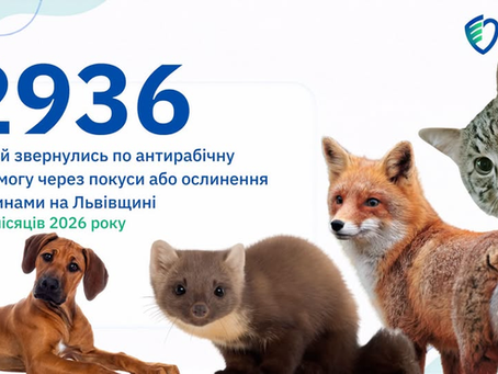 Укус, подряпина, ослинення: коли є ризик сказу