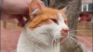 Чим небезпечні котячі подряпини? 