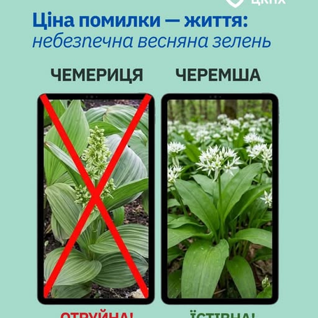 Сезонна зелень може бути небезпечною!