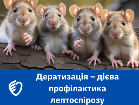 Лептоспіроз. Як запобігти інфікуванню