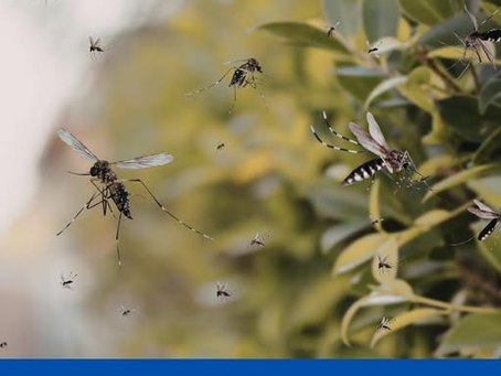 Другий випадок гарячки Денге на Львівщині