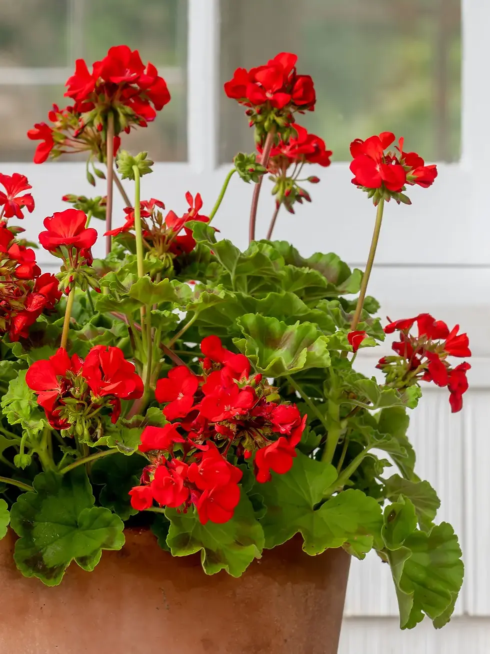Thumbnail: Red Geranium Flower Patio Container