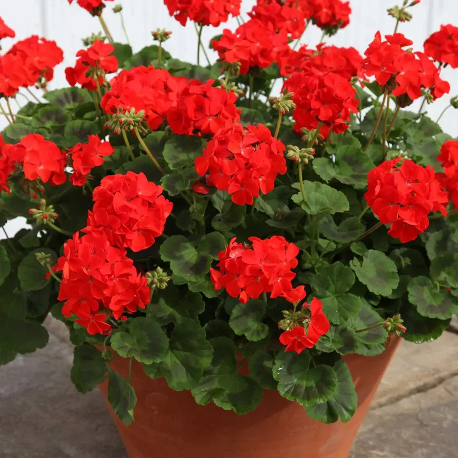 Thumbnail: Red Geranium Flower Patio Container
