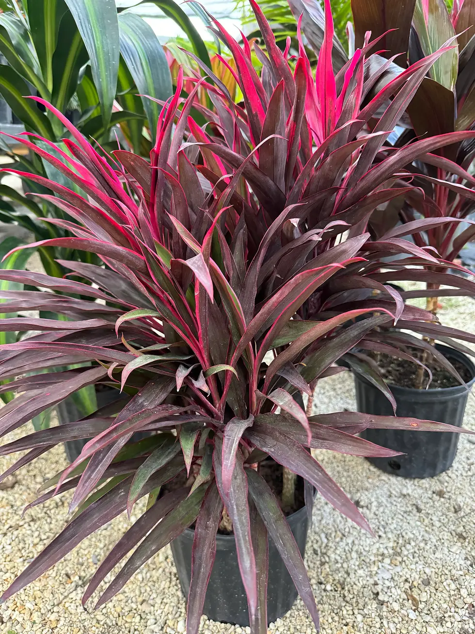 Thumbnail: Red Cordyline Plant