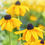 Thumbnail: Black Eyed Susan Rudbeckia Perennials