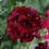 Thumbnail: Burgundy Vining Geranium Hanging Basket