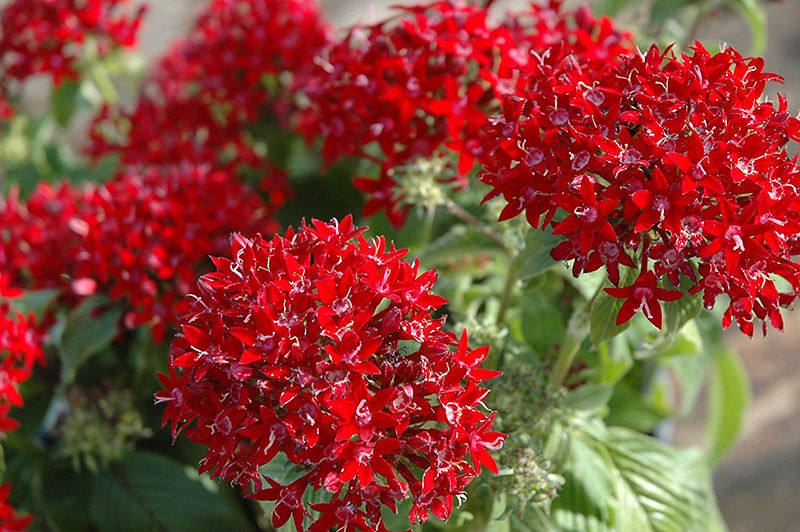 Thumbnail: Red Pentas