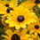 Thumbnail: Gold Coneflower Perennial