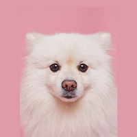 Pomeranian