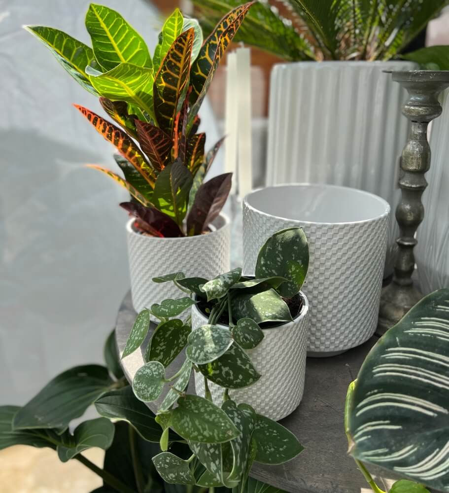 Thumbnail: Ceramic Glazed Cream Flower Pots Cylinder XL, LARGE, MEDIUM, REGULAR