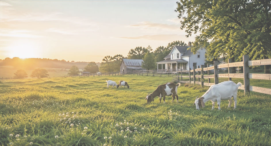 Golden hour on the Goat farm_edited_edit