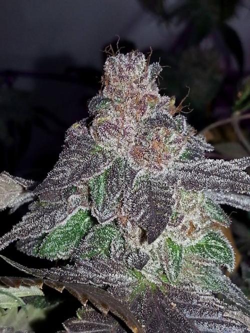 Oregon OG