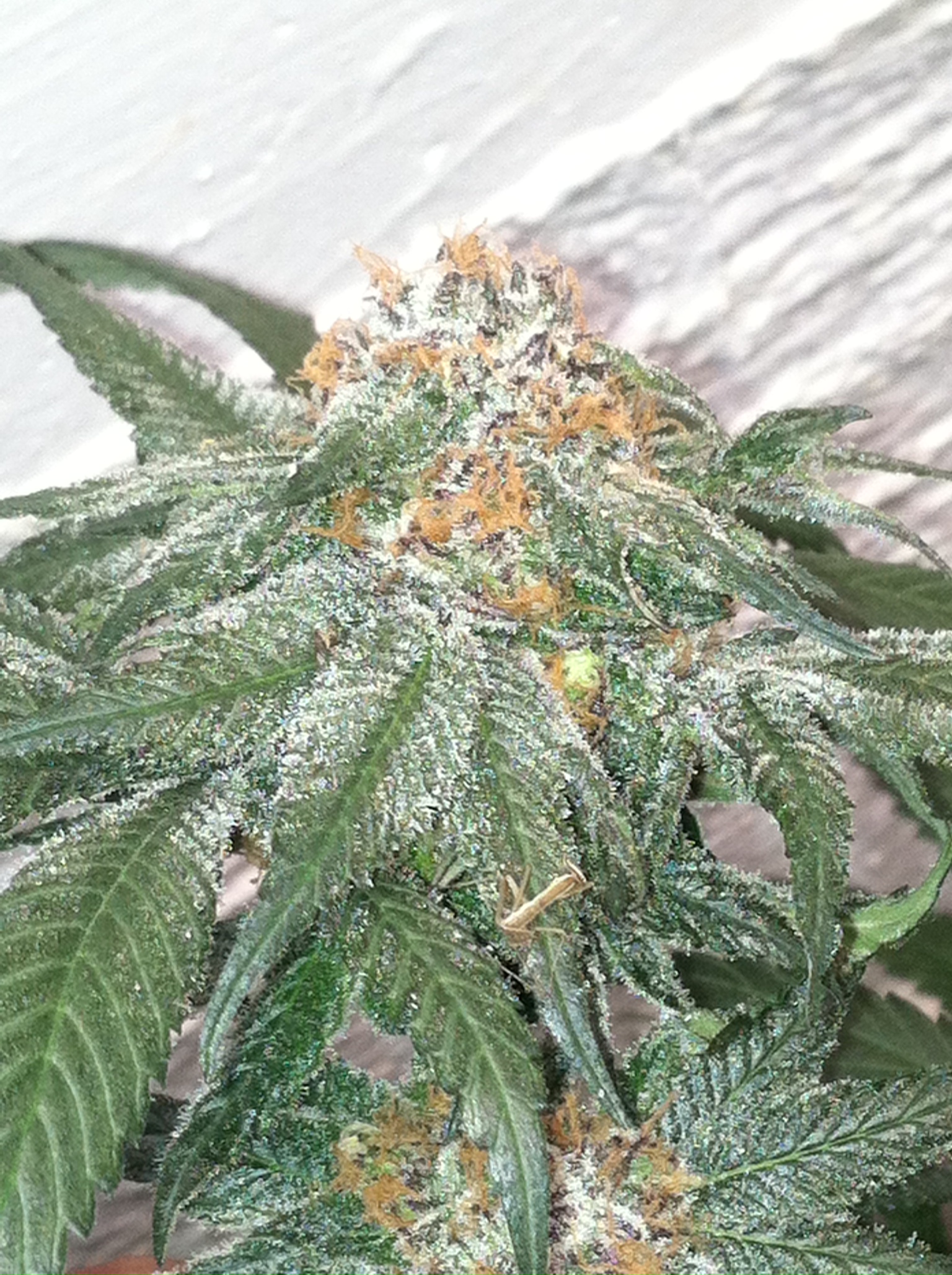 Moon Cheese