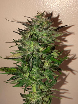 Chemical Chunk