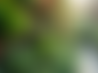 Escolhendo Plantas para Parede Viva 