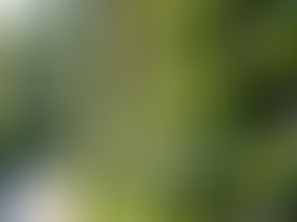 Irrigação de Jardim Vertical