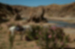 White Moroccan Barb horse grazing near pink oleanders by a tranquil stream in the Valley of Roses, a serene setting for healing horseback retreats.