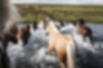 A herd of horses crossing a flowing stream in an open landscape, symbolizing freedom, connection, and the spirit of equine adventures at the retreat.