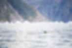 Serene waters with a polar bear swimming beneath towering cliffs, showcasing the harmonious connection between wildlife and nature during the retreat.