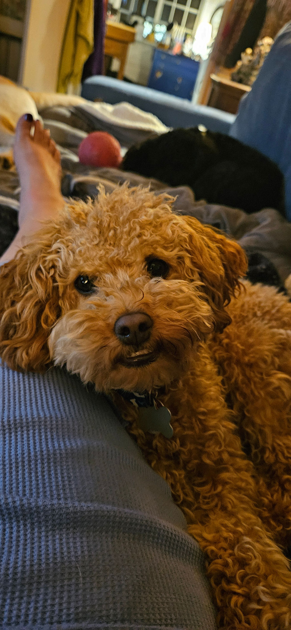 mochi