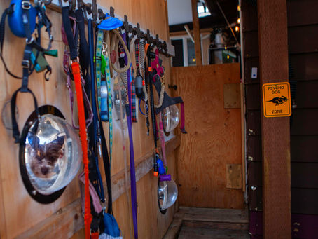 Intake area where you hang your dogs leash before sending the dog inside