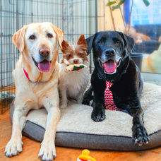 My three dogs on a pet bed. 2 labs and a chorky