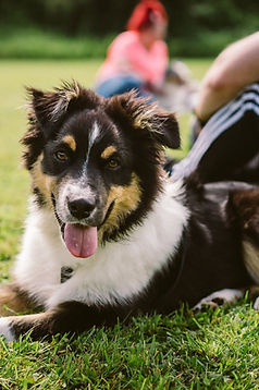 border collie puppy in training