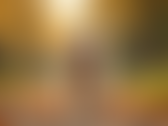 and eye view of a dog walking in a forest