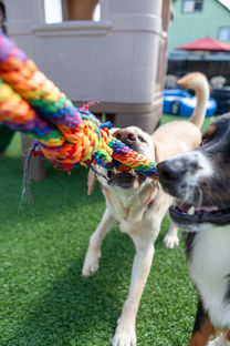 In the sunny yard playing with the dogs