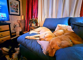 Dogs sleeping on the couch