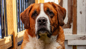 Ozzie the St Bernard