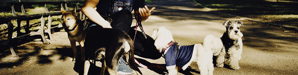 little walk #urbanwoof_edited_edited.jpg