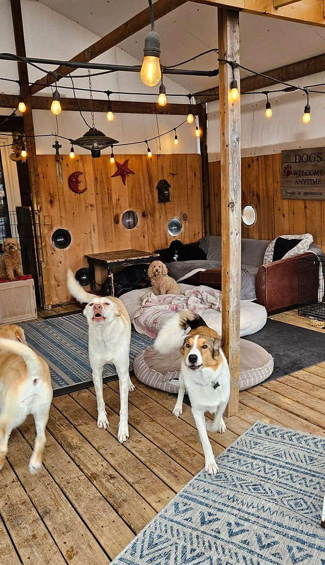 dogs on the deck