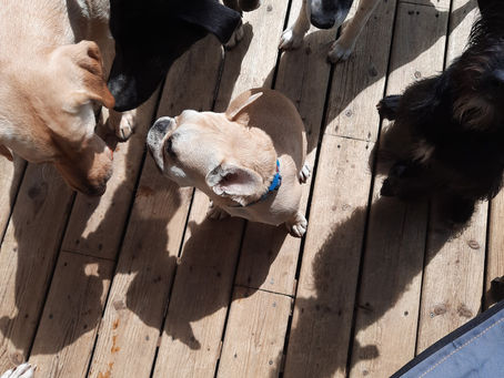 Please welcome Oscar the Frenchie!