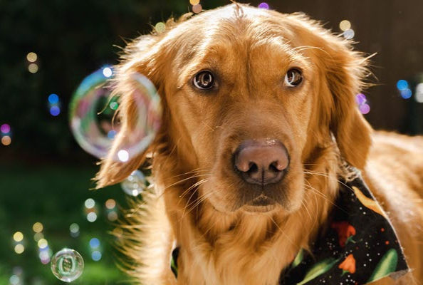 A golden retriever enjoying bubbles