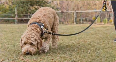 Eye-level view of a dog walking calmly beside its owner in a park