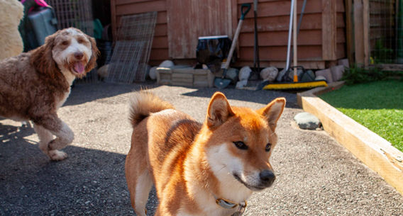 Harper in the yard