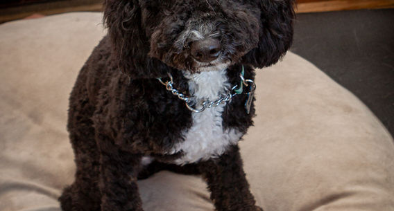 Here's Barky
