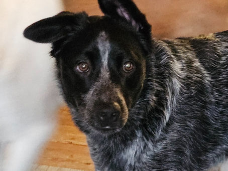 A black dog looking curious